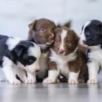 Man Kills 5 Puppies With Stick In Madhya Pradesh, Says They’d Bark At Night